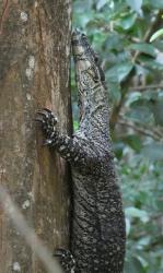 The strong claws of the lace monitor